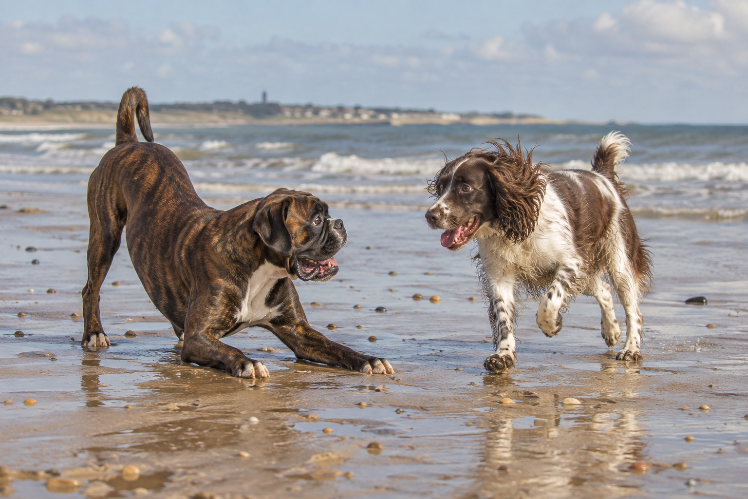 A dark brown brindle boxer playing with a springer spaniel on an English beach