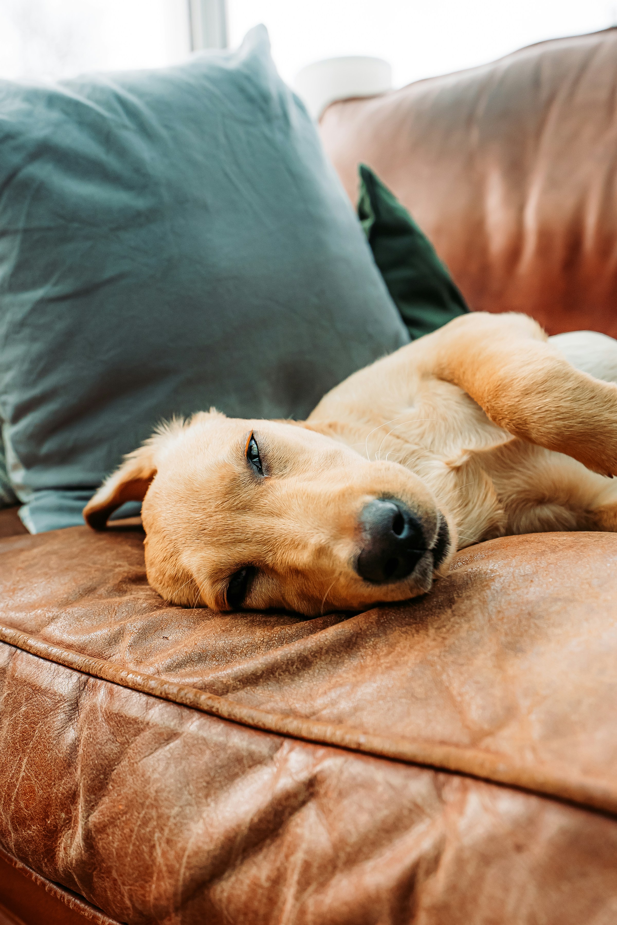A relaxed puppy resting at home after a day of little adventures